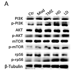 31509780 HA601206.png