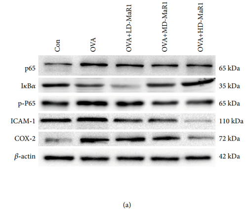 33628113 ET1610-23.png