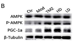 31509780 ER131218.png