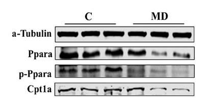 35034221 M1501-1.jpg