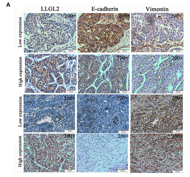 34178676 ET1610-39.png