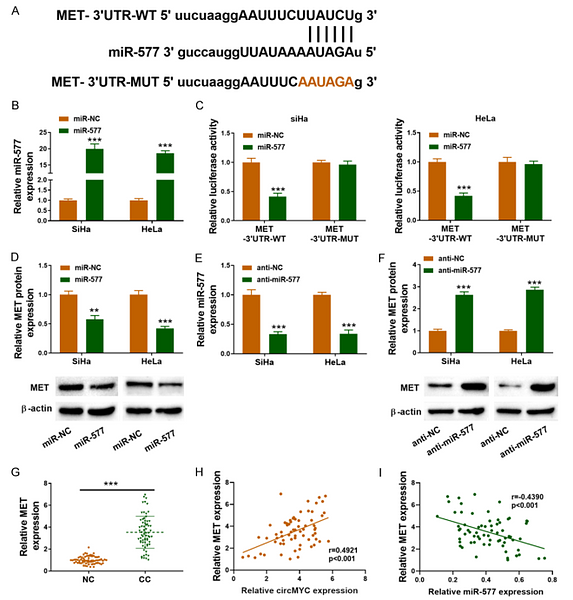 34306343 ET1606-45.png