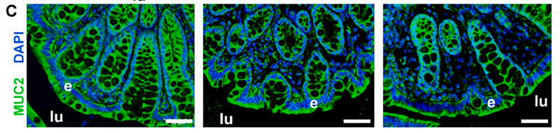 36657700 ET1704-06.png