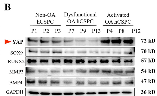 Zhang Lina,et al-3.png