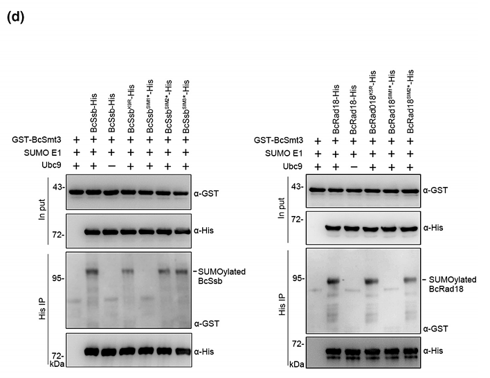 36651012 EM80701.png