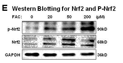 35752374 ET1608-28.jpg