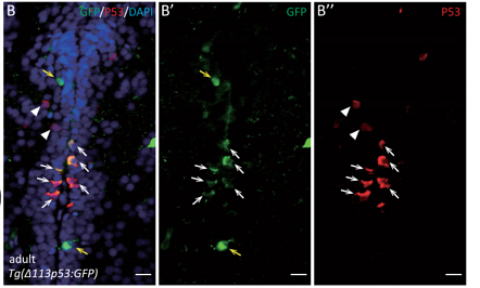 33542214 ET1605-16.png