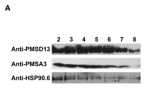 36652388 ET1605-56.png