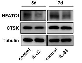 35930702 HA500469.jpg