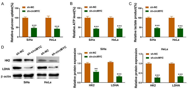 34306343 HA500186.png