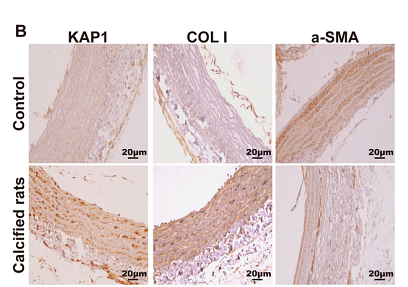 36705791 ET1612-55-1.png