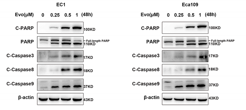 36265256 EM21002.png