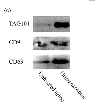 36592588 ET1607-2.png