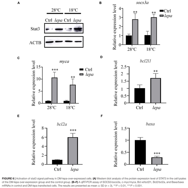 34975517 ET1607-38.png