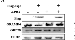 36738512 ET1703-05.png