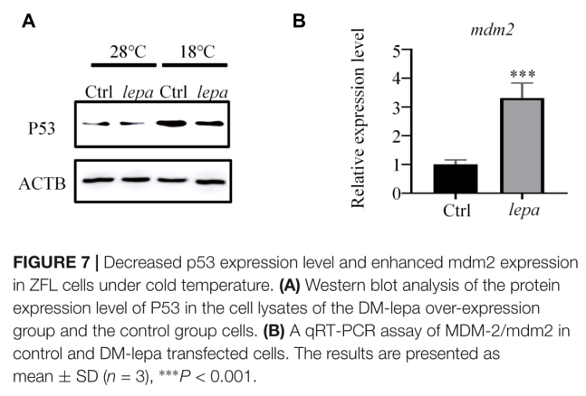 34975517 ET1605-16.png