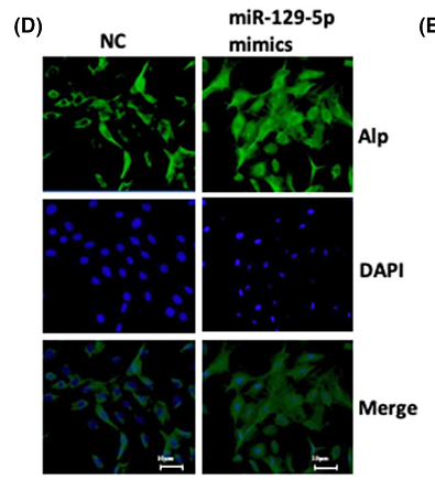 36222334 ET1601-21.png