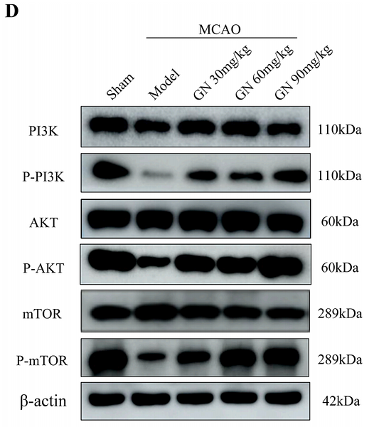 36634381 ET1608-5-1.png