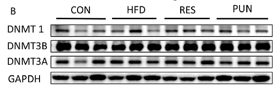 36929898 ET1702-77.png