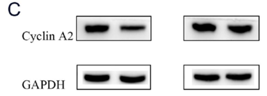 32245109 ET1612-26.png