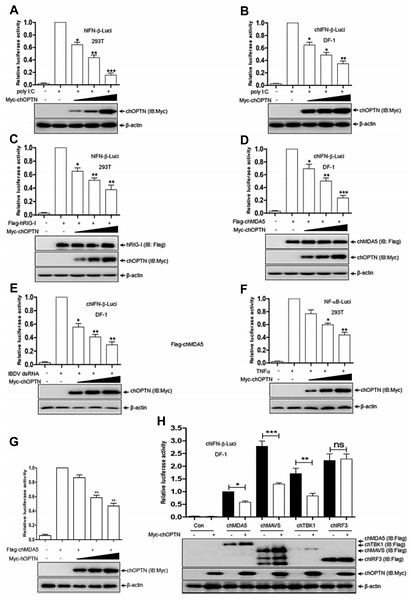 33357711 HA601081.png