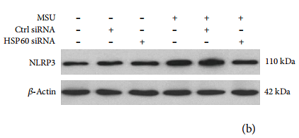 33488933 ET1610-93.png