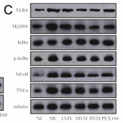 Zhang Yujing,et al-1.png