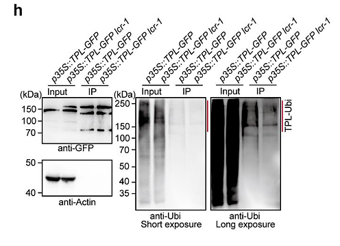 Zhang Cui,et al-1.png