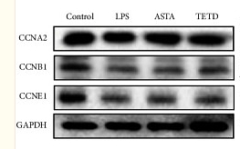 36523416 ET1608-27.png