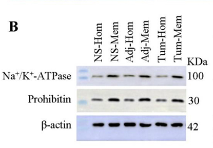 Lian Shixian,et al-1.png