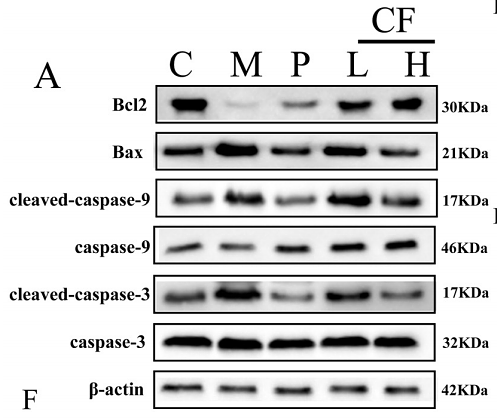 36786681 ET1603-27.png