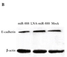 24480745 0407-25.tif