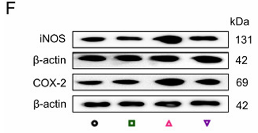 Zhu Xuexue,et al-2.png