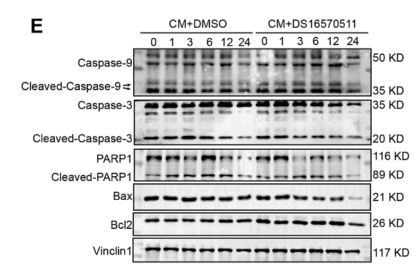 37071966 ET1705-94.png