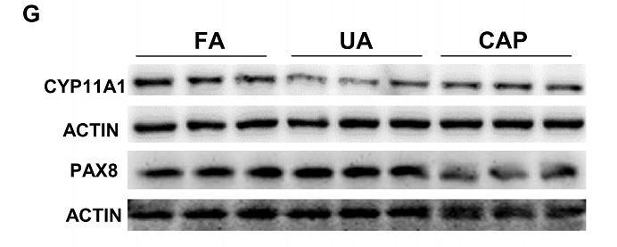 36174482 HA601270.png