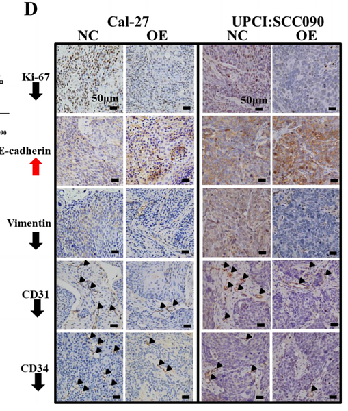 32493454 ET1609-34.png