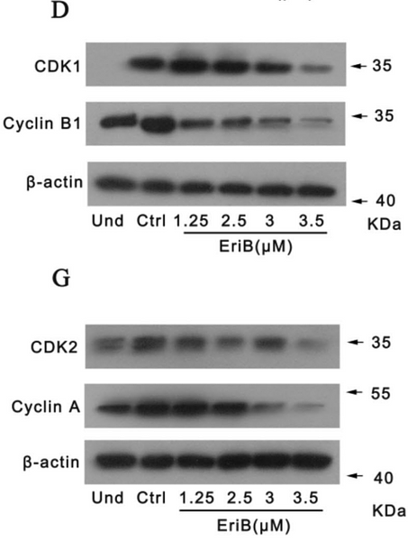 32314168 ET1612-26.png