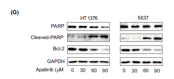 36852790 ET1608-56.png