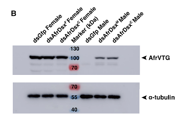 36852878 ER130905.png