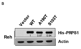 30255549 R1207-2.png