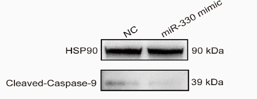 35278444 ET1603-27.png