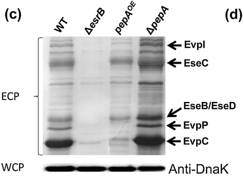 31816594 ET1601-11.png