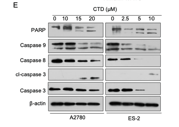 37060961 ET1603-16.png