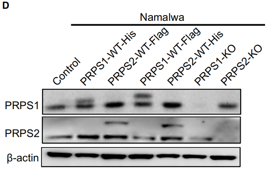 32391636 R1207-2.png