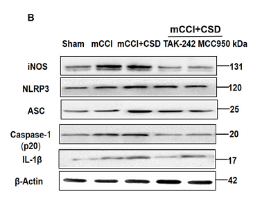 36096338 HA601002.png