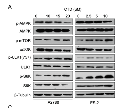 37060961 ET1608-5.png