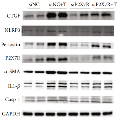 32566102 HA721712.png