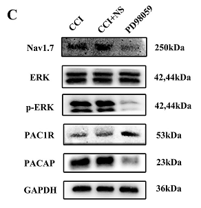 36842389 ET1601-29.png