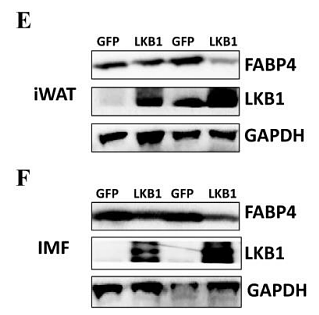 33291665 ET1703-98.png