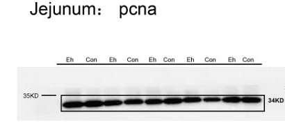 Zhang Longlin,et al-1.png